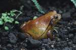 S�dlicher Tomatenfrosch (Dyscophus guineti) ...  Gilbert Angermann 11.11.2010