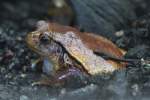 S�dlicher Tomatenfrosch (Dyscophus guineti) ...  Gilbert Angermann 11.11.2010