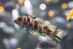 Pseudotropheus zebra ...  Gilbert Angermann 11.11.2010