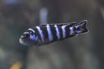 Pseudotropheus demasoni ...  Gilbert Angermann 12.11.2010