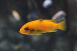 Pseudotropheus sp. ...  Gilbert Angermann 12.11.2010