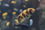 Pseudotropheus zebra ...  Gilbert Angermann 12.11.2010