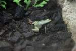 Madagaskarfr�sche (Mantellidae) (1 Fotos)