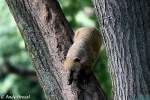 S�damerikanischer Nasenb�r   ...  Andy Hensel 28.10.2009