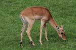 Impala (Aepyceros ...  Gilbert Angermann 15.11.2010