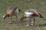 Nilgans-P�rchen (Alopochen aegyptiacus) am ...  Gilbert Angermann 15.11.2010