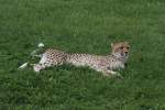 Liegender Gepard (Acinonyx jubatus) ...  Gilbert Angermann 15.11.2010