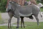 Ein kleines durstiges Zebra ...  Gilbert Angermann 15.11.2010
