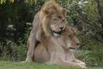 Afrikanische L�wen am 25.9.2010 im Toronto Zoo.  ...
