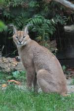 Karakal (Caracal caracal caracal) ...  Gilbert Angermann 16.11.2010