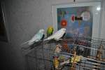 Peterle, Pucki und Bobby, ...  Thomas Flebbe 17.11.2010