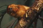 Goldenes L�wen�ffchen (Leontopithecus rosalia) ...  Gilbert Angermann 17.11.2010