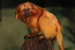 Goldenes L�wen�ffchen (Leontopithecus rosalia) ...  Gilbert Angermann 17.11.2010