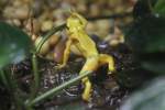 Panama-Stummelfu�frosch (Atelopus zeteki) am ...  Gilbert Angermann 17.11.2010