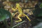 Panama-Stummelfu�frosch (Atelopus zeteki) am ...  Gilbert Angermann 17.11.2010