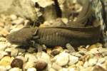 Querzahnmolche (Ambystomatidae) (2 Fotos)