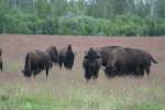 bisons-bison Ein paar Bisons (Bison bison) auf einer Weide in Nordontario. 8.8.2009 bei Elk Lake.