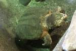 Schnappschildkr�te (Chelydra serpentina) am ...  Gilbert Angermann 18.11.2010