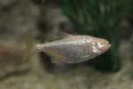 Blinder H�hlensalmler (Astyanax jordani) am 25.9.2010 im Toronto Zoo.  ...