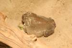 Coloradokr�te (Bufo alvarius) am ...  Gilbert Angermann 18.11.2010