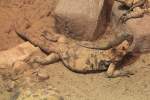Eine W�sten-Rennechse (Aspidoscelis uniparens) ...  Gilbert Angermann 18.11.2010