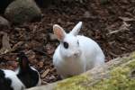 Schwarz�ugiges Zwergkaninchen am 26.6.2010 im Leipziger Zoo.  ...