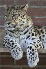 Amurleopard (Panthera pardus orientalis) ...  Gilbert Angermann 19.11.2010