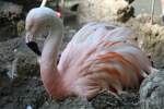 Chile-Flamingo (Phoenicopterus chilensis) beim ...  Gilbert Angermann 20.11.2010