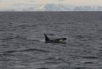 Ein Orca im Vestfjorden. Im Hintergrund sieht man die Lofoteninsel ...