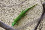 Gro�er Madagaskar-Taggecko (Phelsuma madagascariensis ...  Gilbert Angermann 20.11.2010