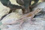 Siedleragame (Agama agama) am ...  Gilbert Angermann 21.11.2010
