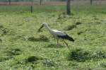 Ein Wei�storch in der ...  Andr� Breutel 28.10.2009