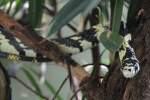H�hnerfresser (Spilotes pullatus) am ...  Gilbert Angermann 21.11.2010