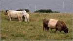 Das Oberland von Helgoland wird von Galloway-Rindern beweidet. 22.08.2010  ...