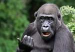 Flachland-Gorilla    ...  Andy Hensel 26.11.2010