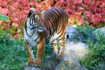 Indochinesischer Tiger   ...  Andy Hensel 26.11.2010