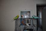 Pucki, Charly und Hansi ...  Thomas Flebbe 27.11.2010