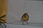 Charly auf Heizk�rper.  ...  Thomas Flebbe 27.11.2010