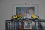 Gro�e Vogelfamilie auf Bauer. ...  Thomas Flebbe 27.11.2010