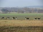 Rehe beim ...  Manfred Hellmann 27.11.2010