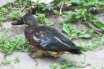 Neuseel�ndische L�ffelente (Anas rhynchotis variegata) am 25.9.2010 im Toronto Zoo. ...