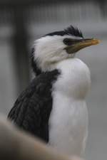 Kr�uselscharbe (Phalacrocorax melanoleucos) am ...  Gilbert Angermann 29.11.2010