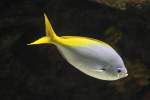 Gelber Blaur�cken F�silier (Caesio ...  Gilbert Angermann 30.11.2010
