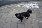 Mischling Hund, Name Lilly , von meinen Arbeitskollgen . Foto vom 28.11.10. ...
