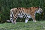Sibirische Tiger (Panthera tigris altaica) am 25.9.2010 im Toronto Zoo. ...