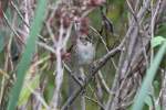 Wei�kehlammer (Zonotrichia albicollis) auf ...  Gilbert Angermann 30.11.2010