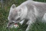 Polarfuchs beim Verspeisen eines ...  Gilbert Angermann 30.11.2010
