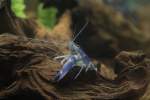 Gro�krebse (Flusskrebse, Hummer) (8 Fotos)