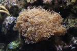 Steinkorallen Gro�polypige Steinkoralle (Euphyllia divisa) am 25.9.2010 im Toronto Zoo.