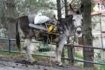 Ich staunte nicht schlecht, ...  Andr� Breutel 28.10.2009